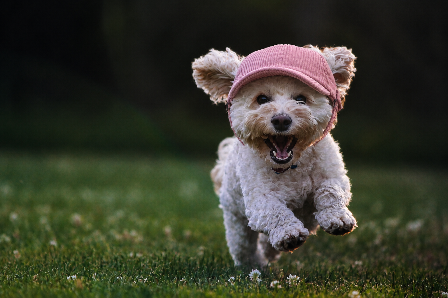 Dog Hats